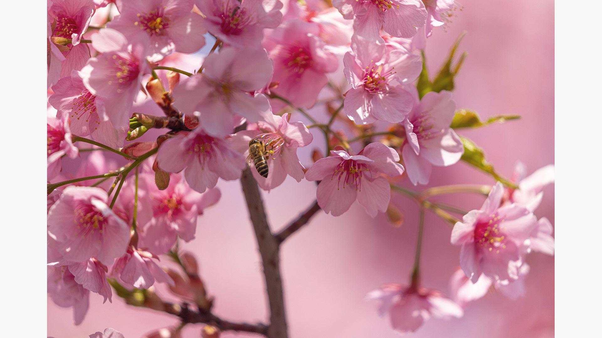 В Японии начался сезон цветения сакуры. Фотогалерея | РБК Life