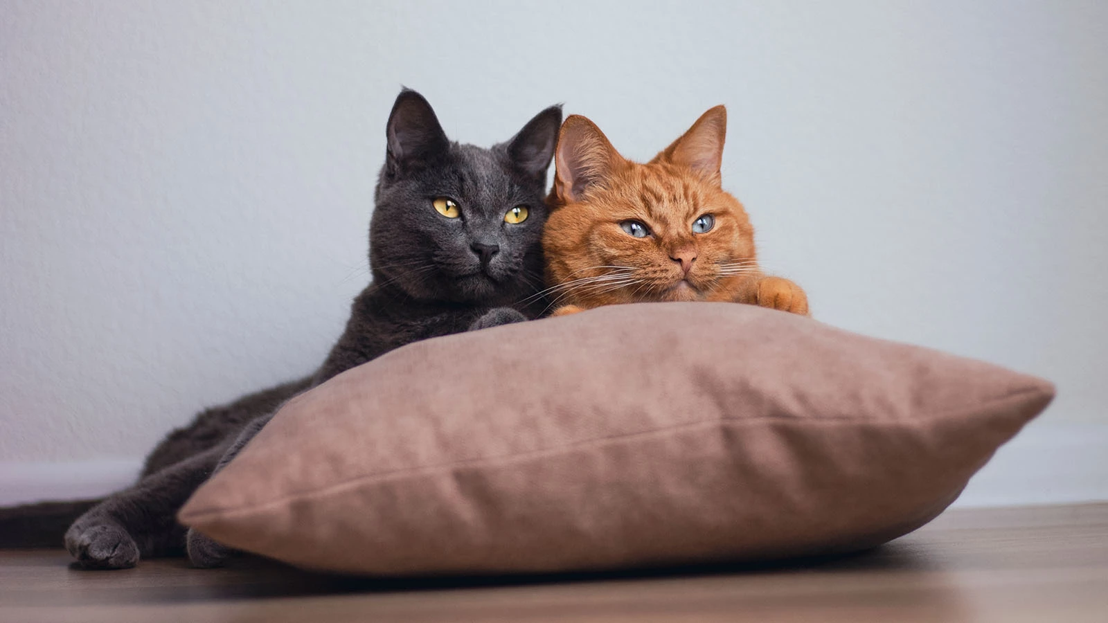 В Турции мужчина согласился выплачивать алименты на кошек