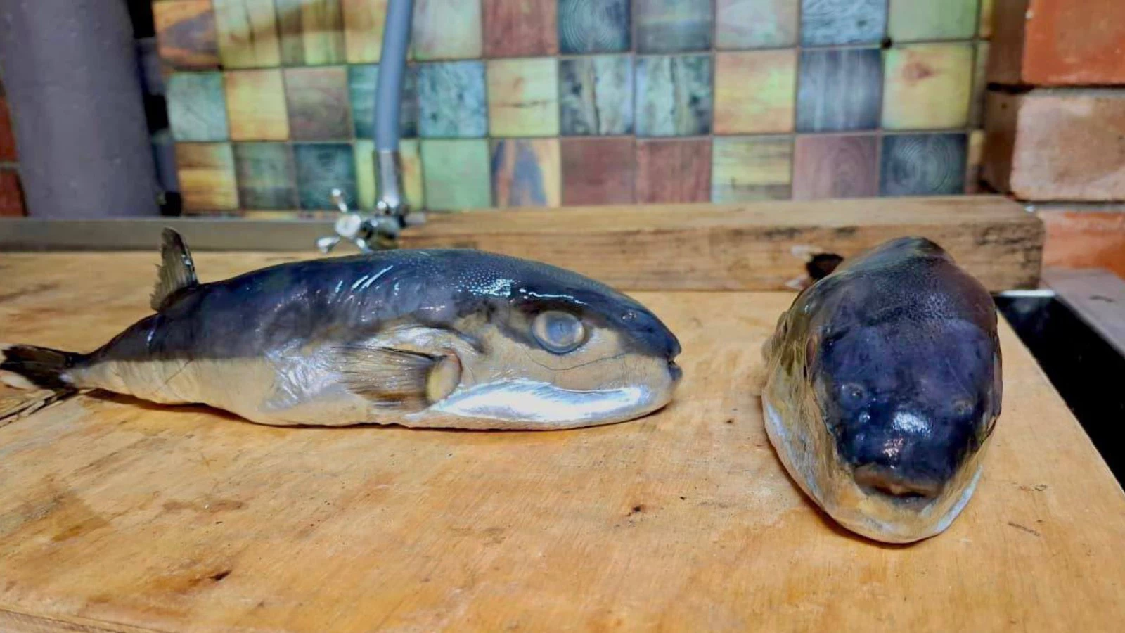 В прокуратуре сообщили, что «рыба имеет признаки схожести с морской рыбой фактически внешне схожей с серебристым иглобрюхом»