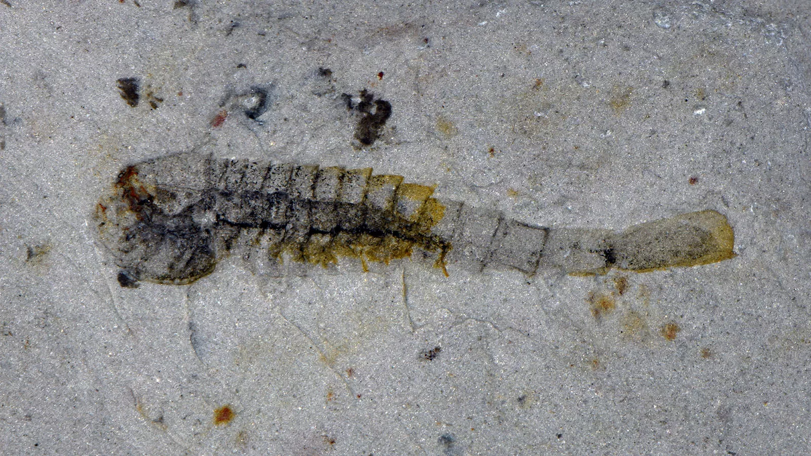 Окаменелость морского членистоногого кембрийского периода