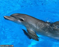 Вожак дельфинов учит стаю стоять на хвосте
