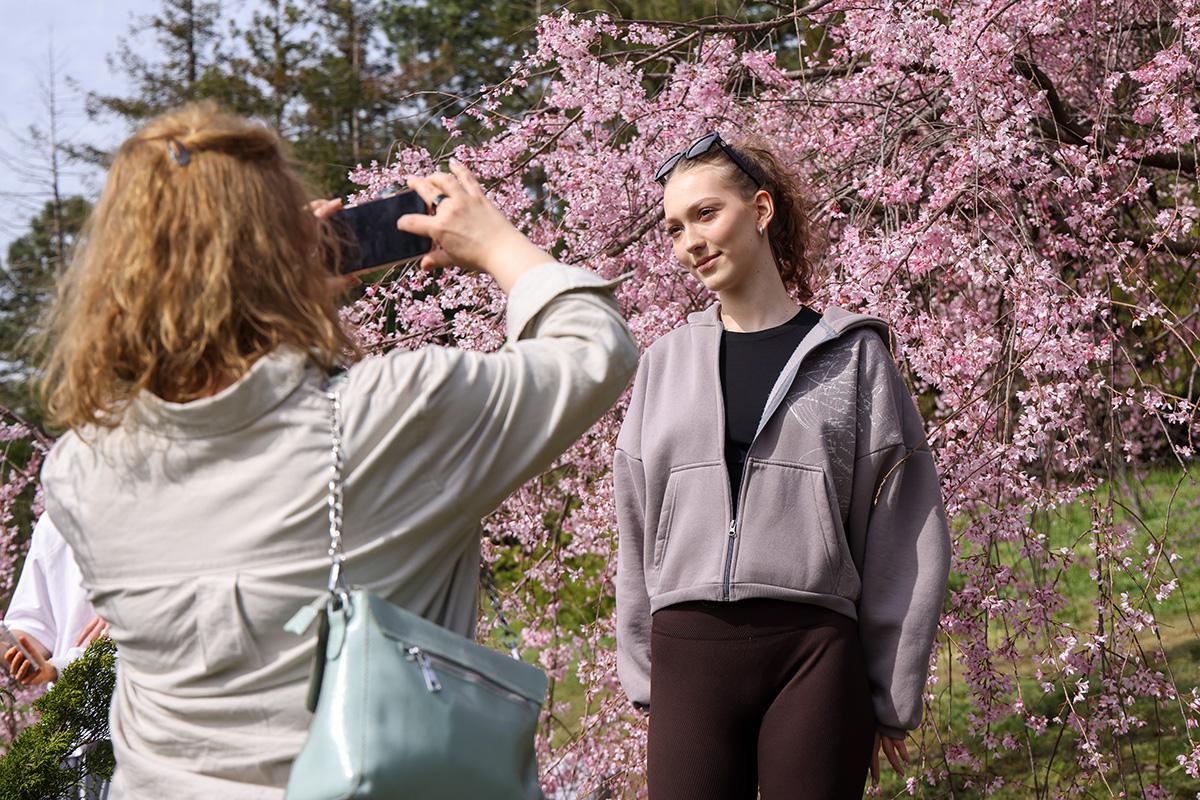 Цветение сакуры в парке «Дендрарий» в Сочи