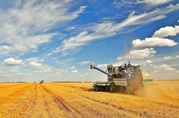 Волгоградские хлеборобы намолотили более 3 млн тонн пшеницы
