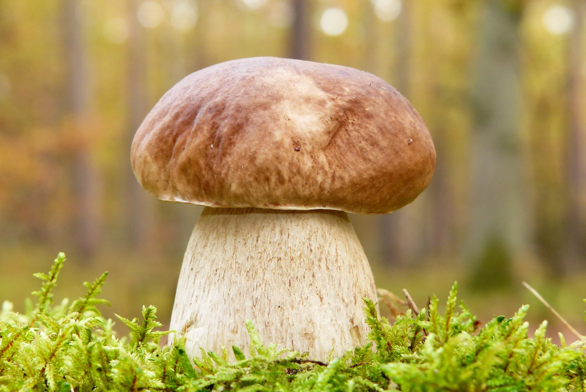 <p>Белый гриб традиционно относится к основным съедобным грибам</p>