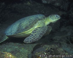 Черепаха нашла в море потерянную видеокамеру