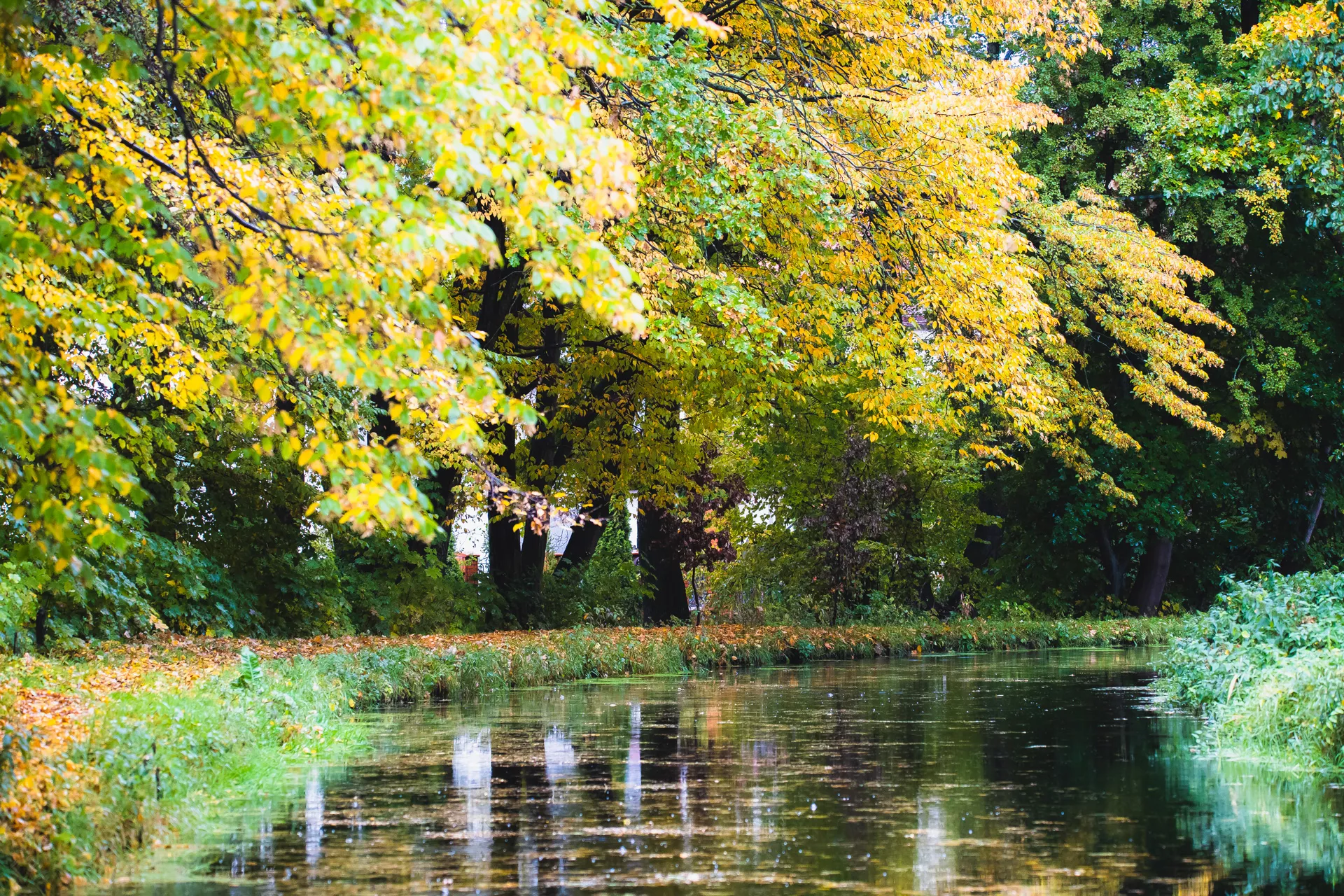 Александр Подгорчук