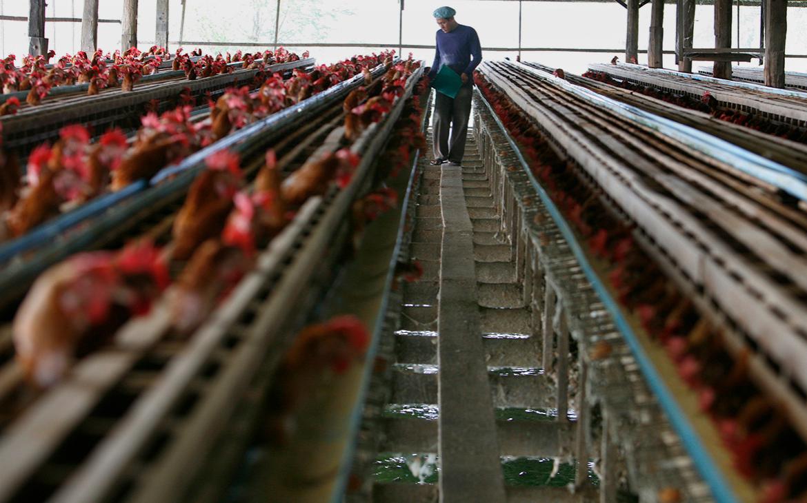 В Болгарии из-за птичьего гриппа уничтожат более 19 тыс. кур