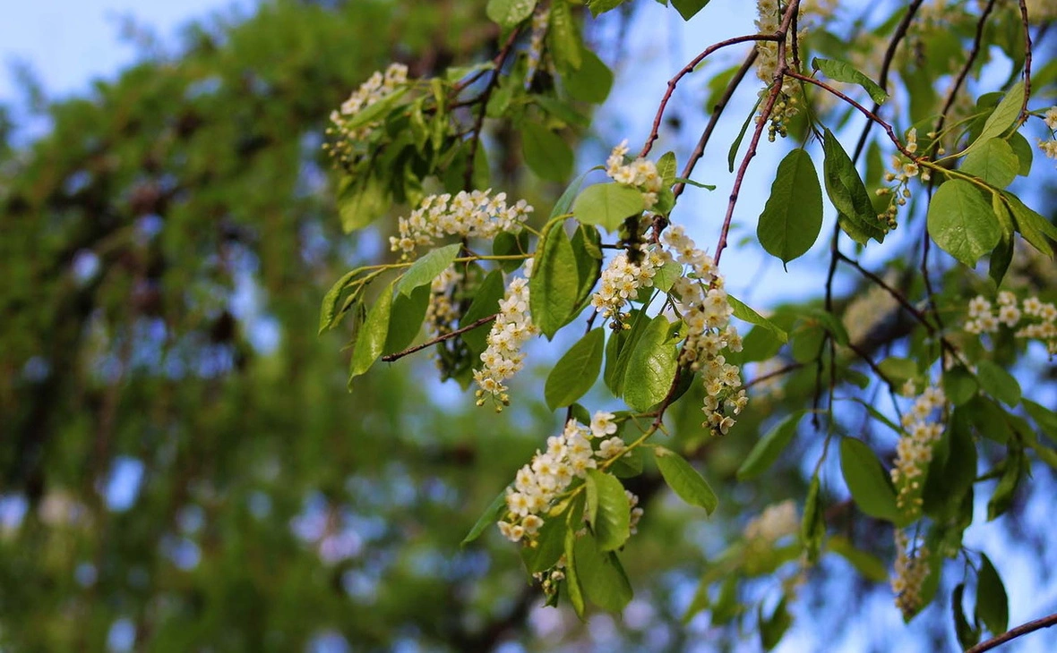Юлия Майстренко / Om1.ru