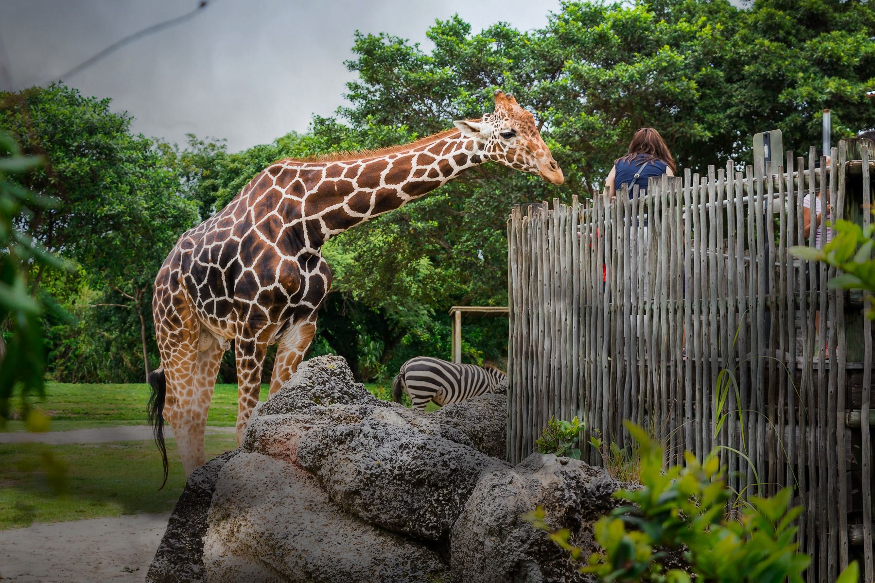 На Кубани с 27 июня разрешат работу зоопарков и объектов турпоказа