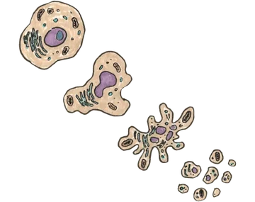 Так выглядит апоптоз &mdash; запрограммированная гибель клетки, которая после примерно 50 делений распадается на отдельные фрагменты и в итоге исчезает.