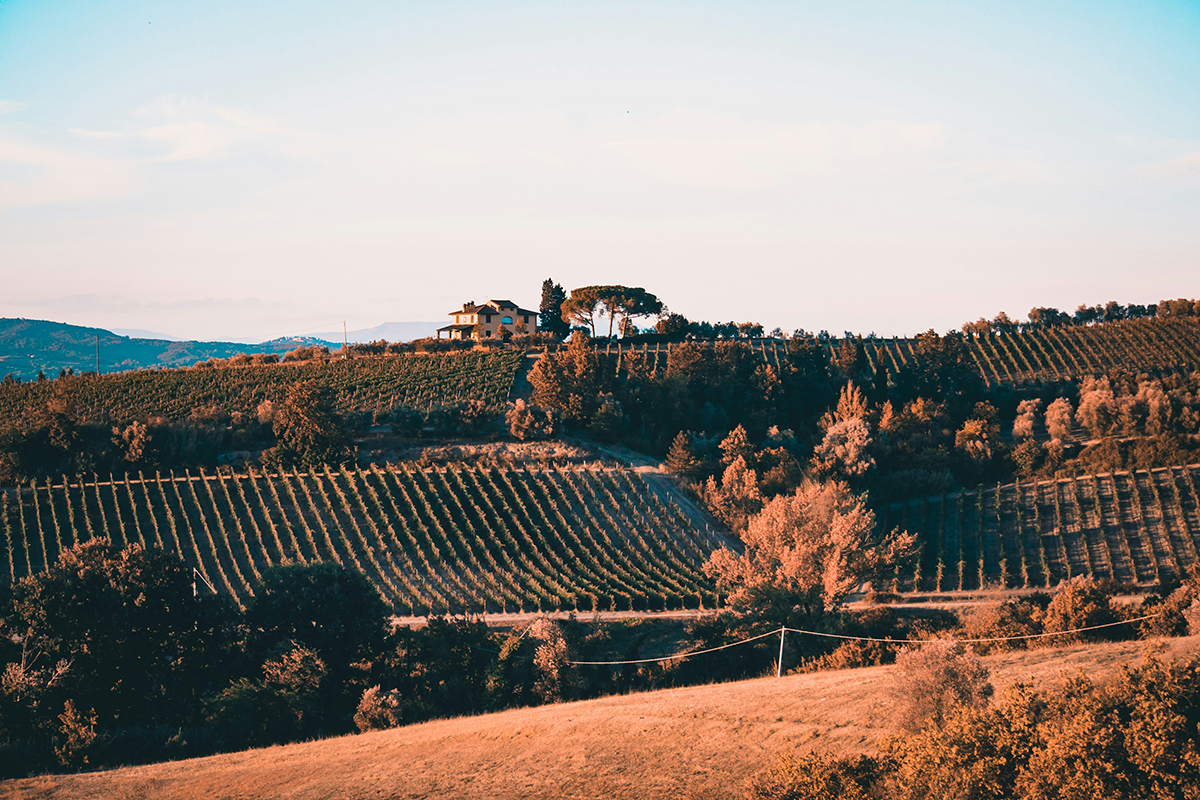 Британский туроператор Titan Travel назвал Южную Африку, Португалию и Италию самыми лучшими странами для винного туризма