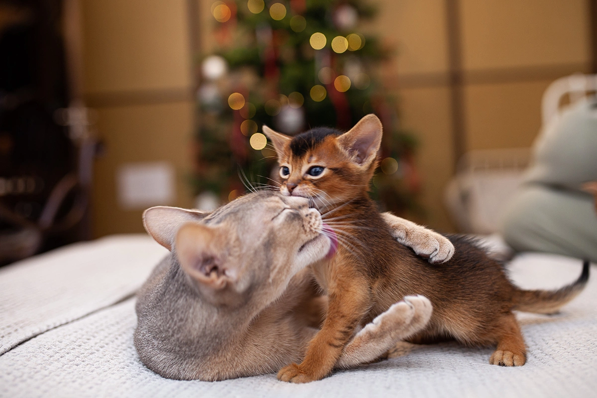 Абиссинская кошка