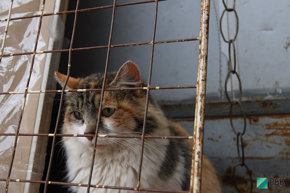 В Татарстане утвердили порядок защиты граждан от бездомных животных