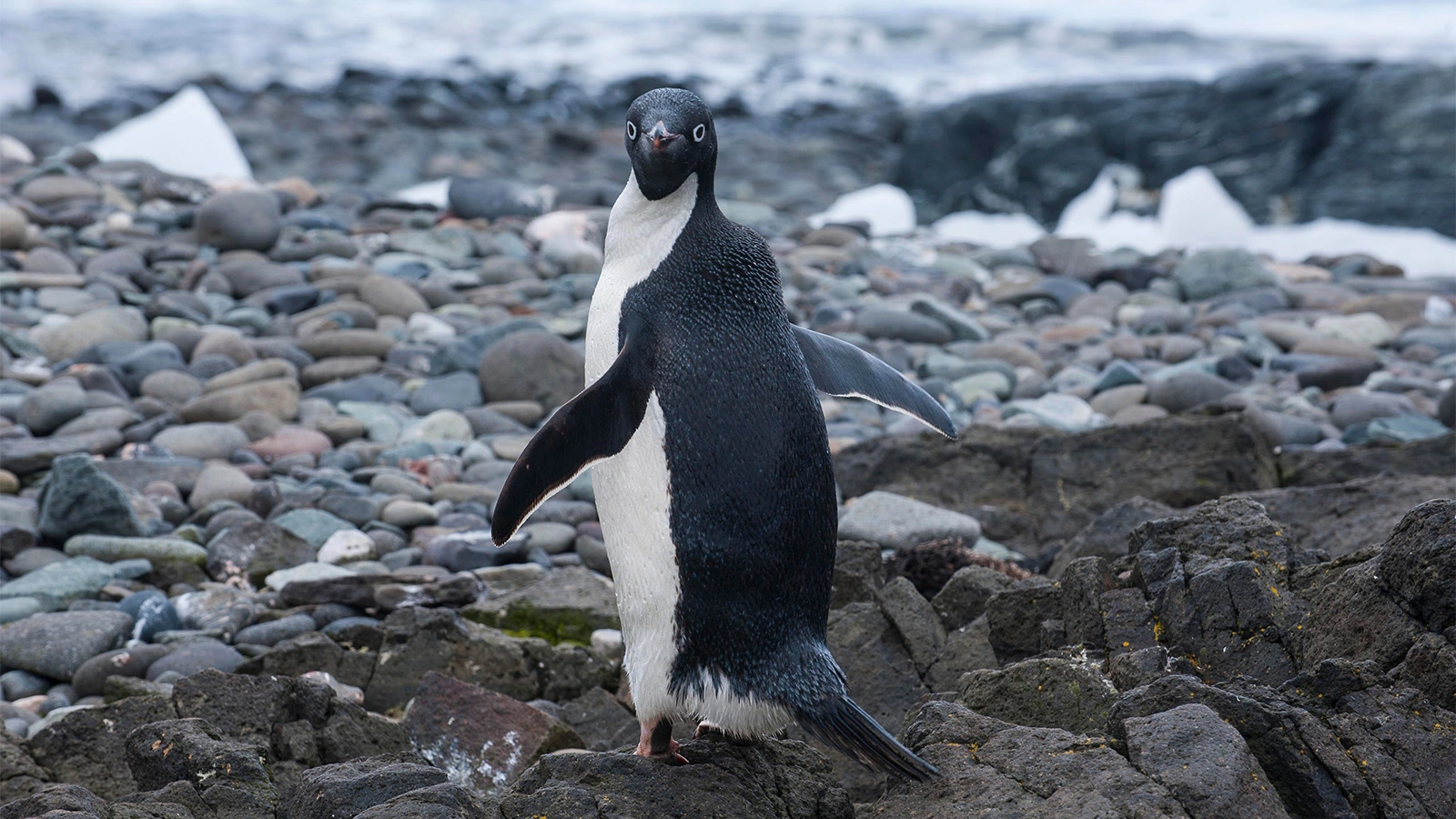 <p>На фото: пингвин Генту (Pygoscelis papua), остров Кинг-Джордж, Антарктика</p>