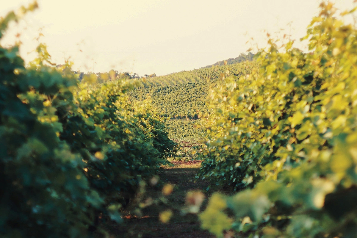 Сокращение урожайности в Шампани приведет к уменьшению объемов производства, что в целом соответствует необходимости рынка