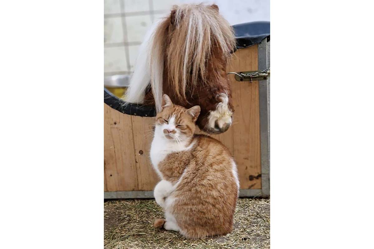 Конь по кличке Пумуккель с котом