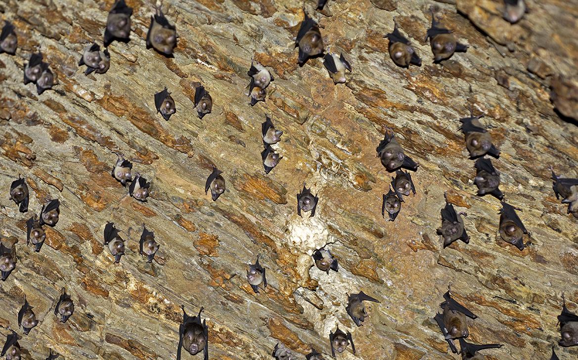 Роспотребнадзор дал рекомендации после смерти в Бангладеш от вируса Нипах