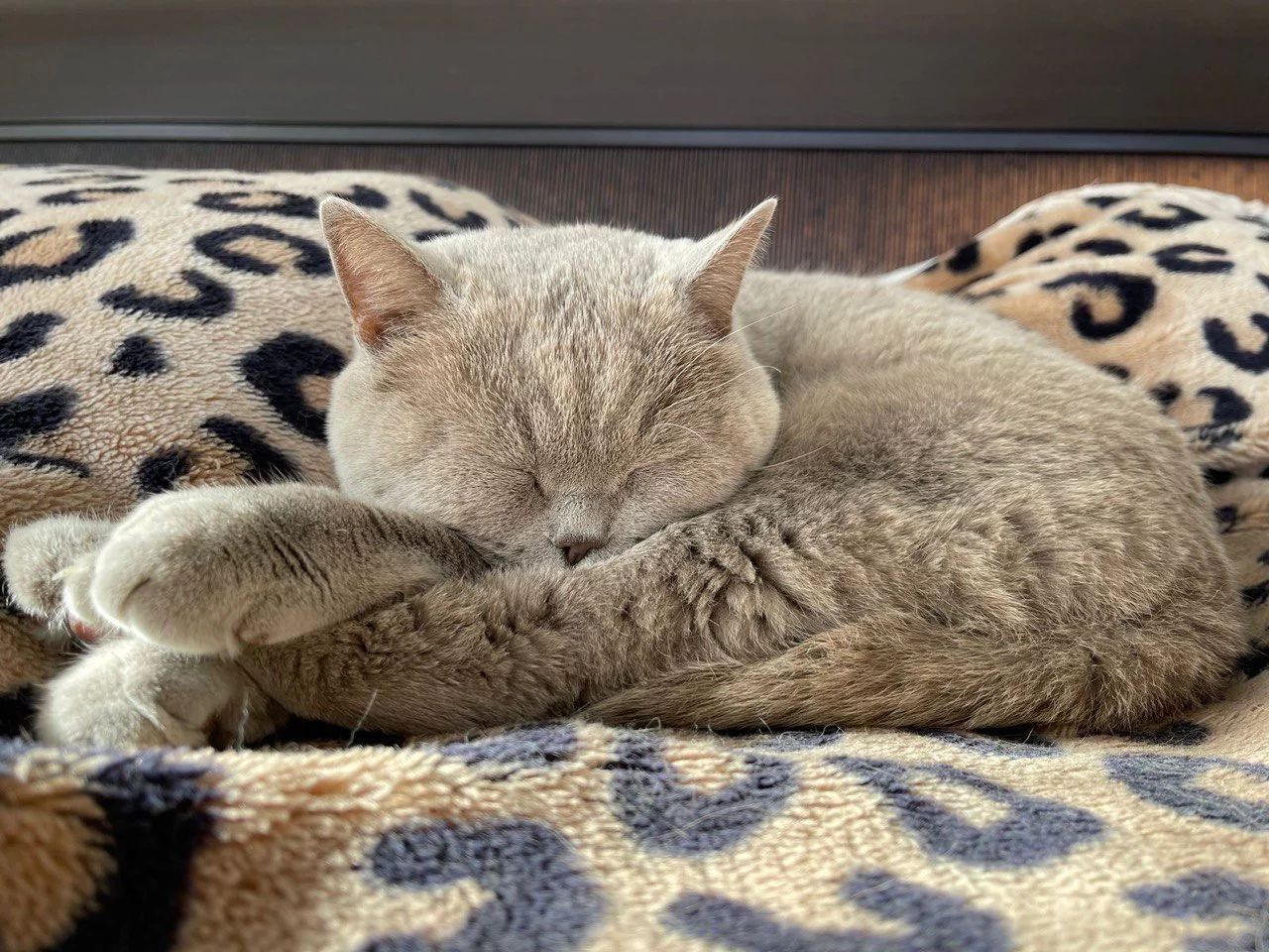 РБК Приморье