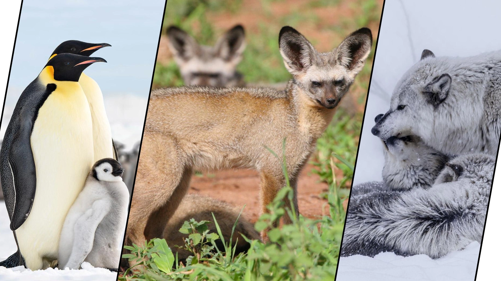 Императорский пингвин, большеухая лисица, волк