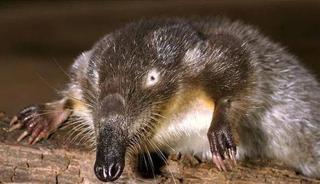 Русская выхухоль