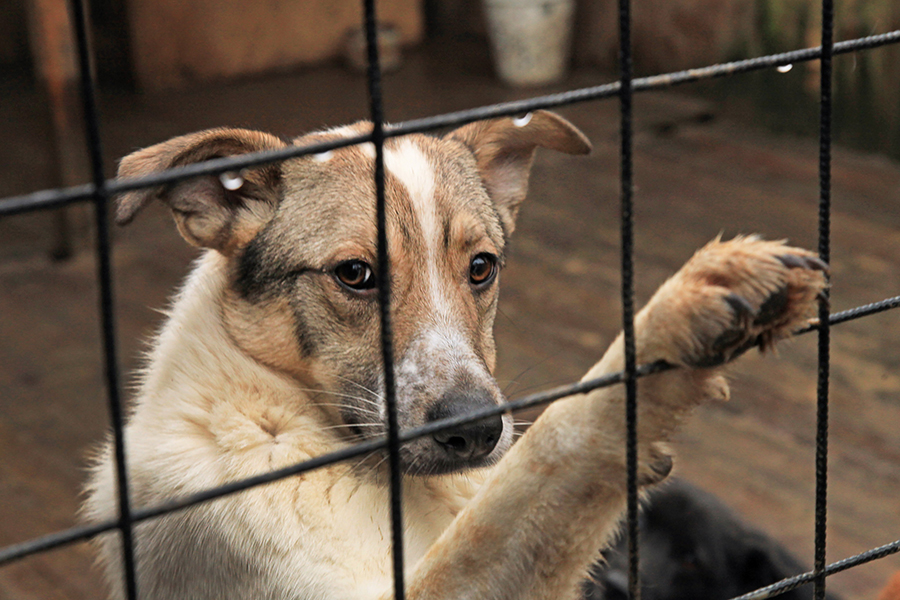 На бездомных животных в области потратят 8,7 миллионов рублей