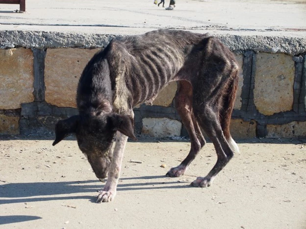 РБК Приморье