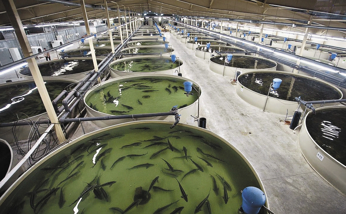 fish.gov.ru
