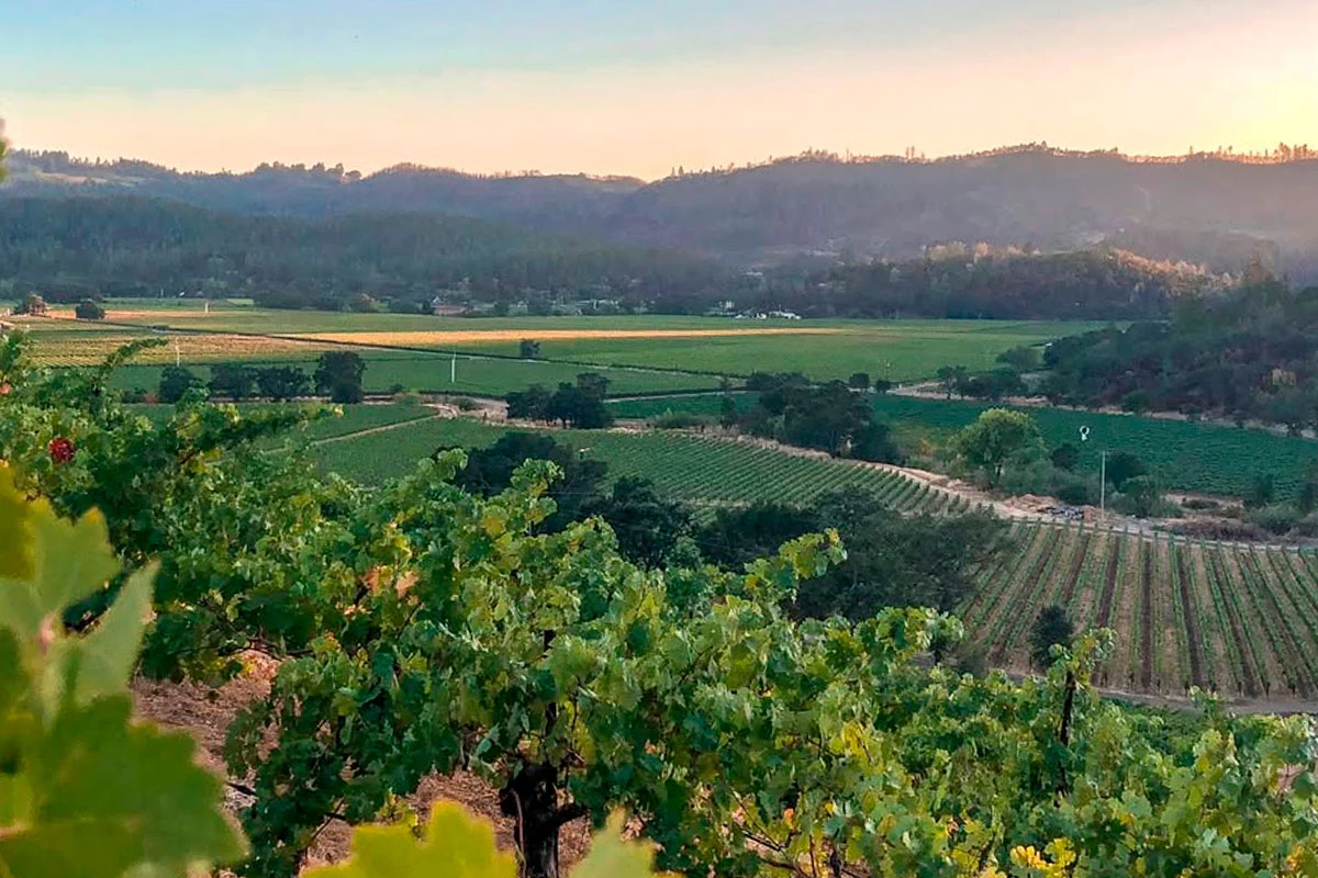 Американская винодельня Chateau Montelena купила виноградник площадью 29,5 гектара в районе Carneros AVA
