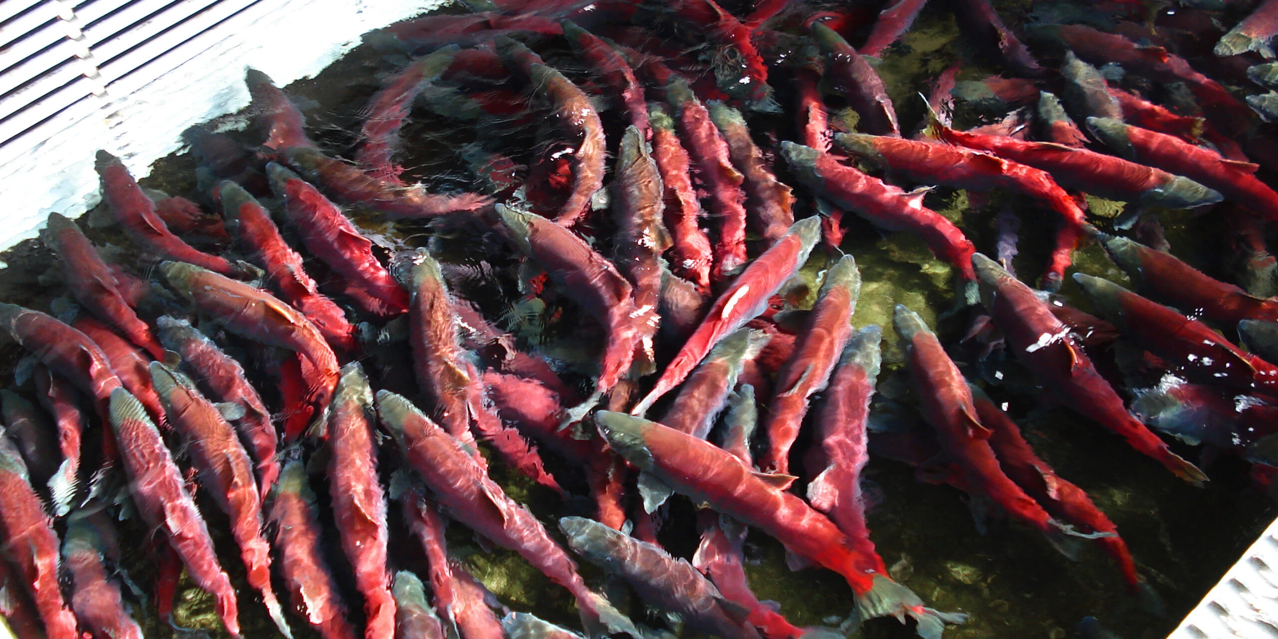 Главрыбвод