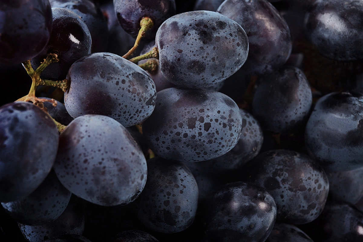 «Путь героический, но затратный»: как работают малые винодельни в России