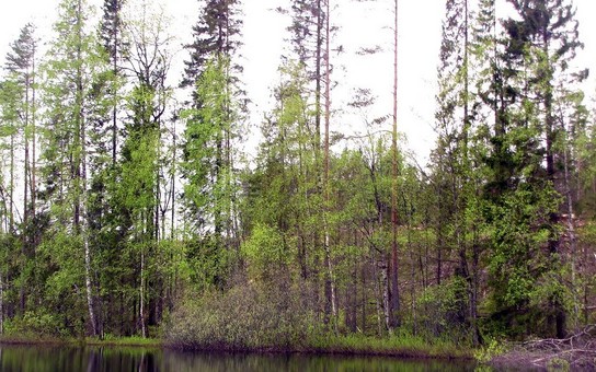 Фото: forest-karelia.ru