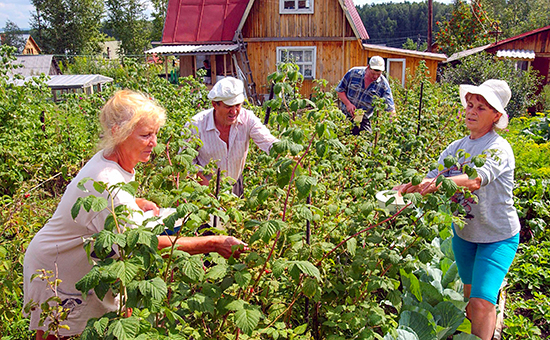В Татарстане на поддержку садоводов потратят 550 млн. рублей 