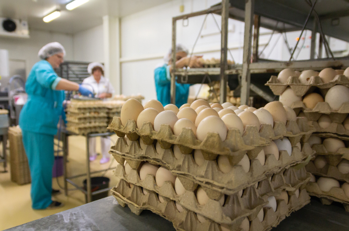Осуществлен сбор информации о фактических затратах на производство и реализацию яйца куриного