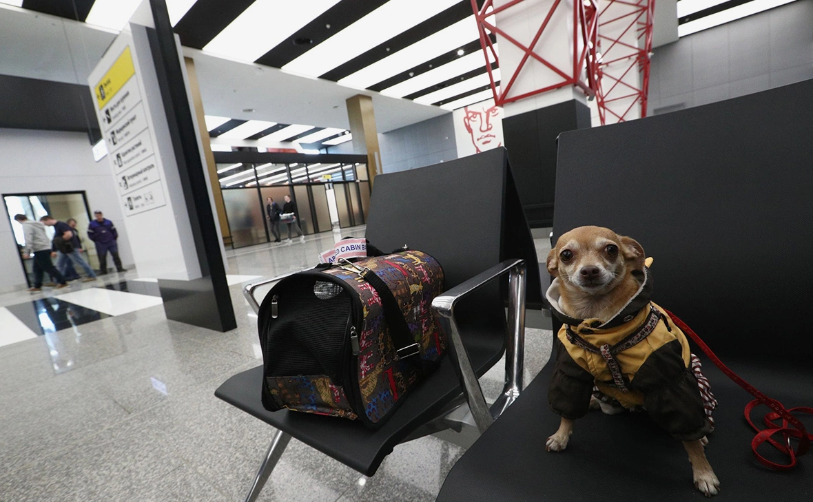 Андрей Любимов / РБК