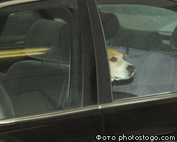 Забытая в машине собака позвала хозяйку с помощью клаксона