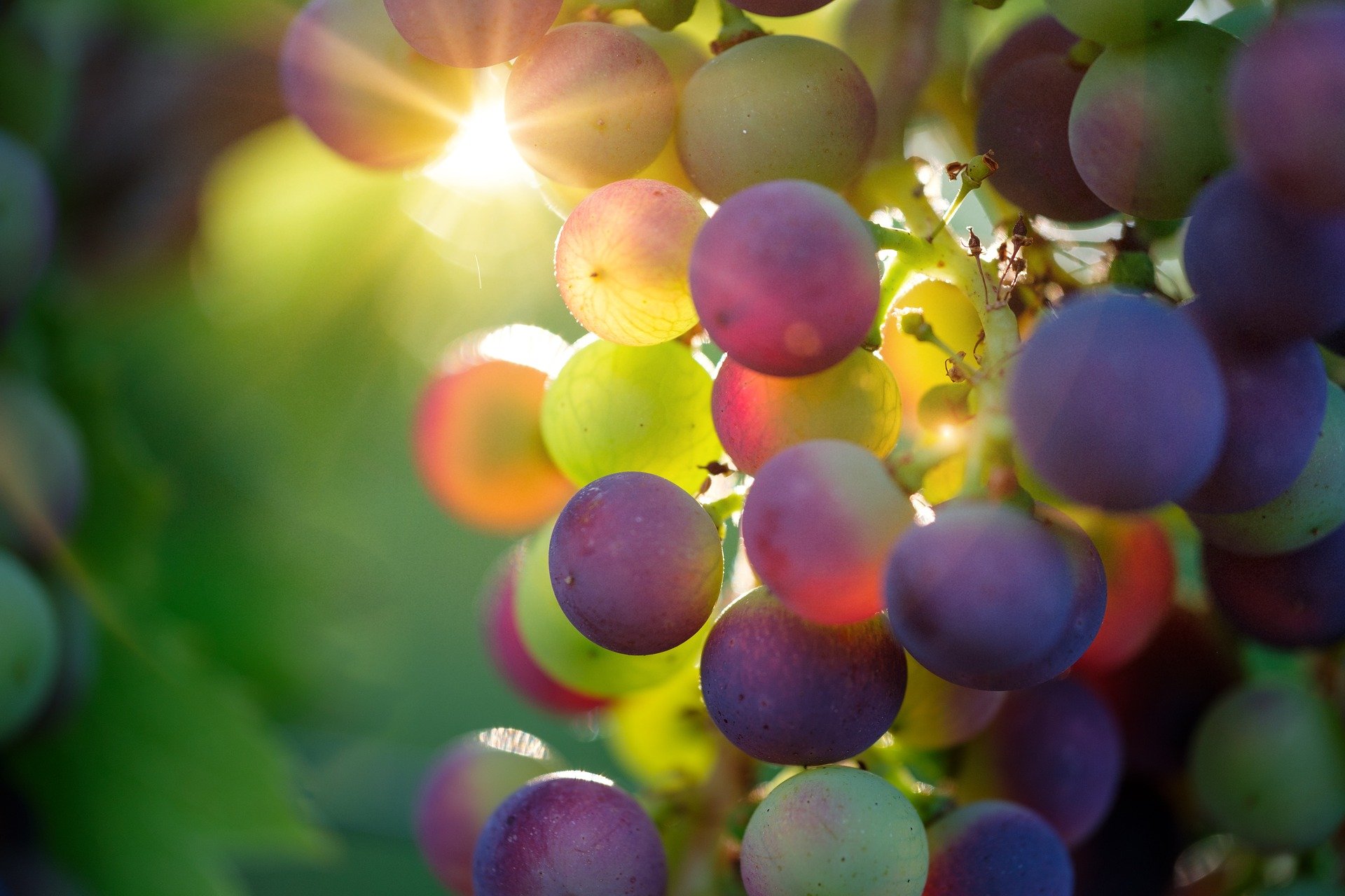 Фото: pixabay.com