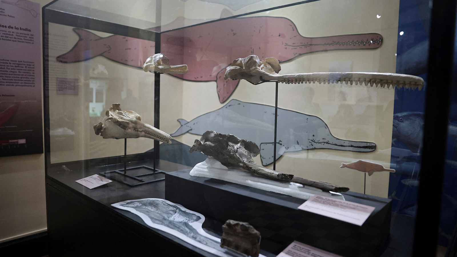 <p>Окаменелость черепа самого большого дельфина в истории (Pebanista yacuruna), населявшего перуанскую Амазонку 16 млн лет назад и обнаруженного в ходе экспедиции. Выставлена в Музее естественной истории в Лиме, Перу</p>