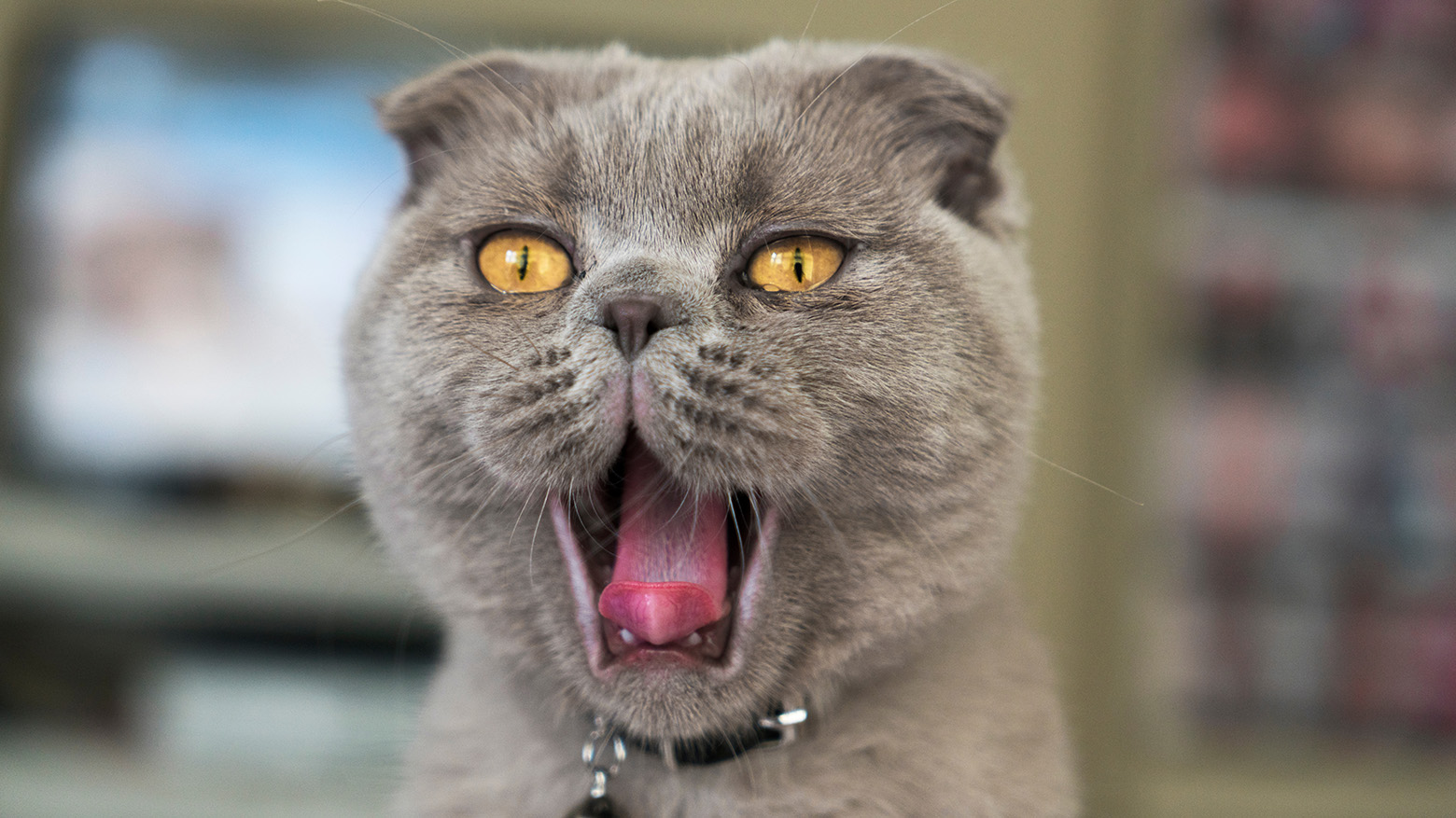 Вислоухая шотландская кошка