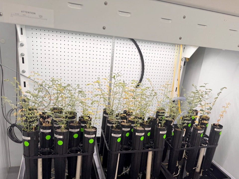 Урожай нута