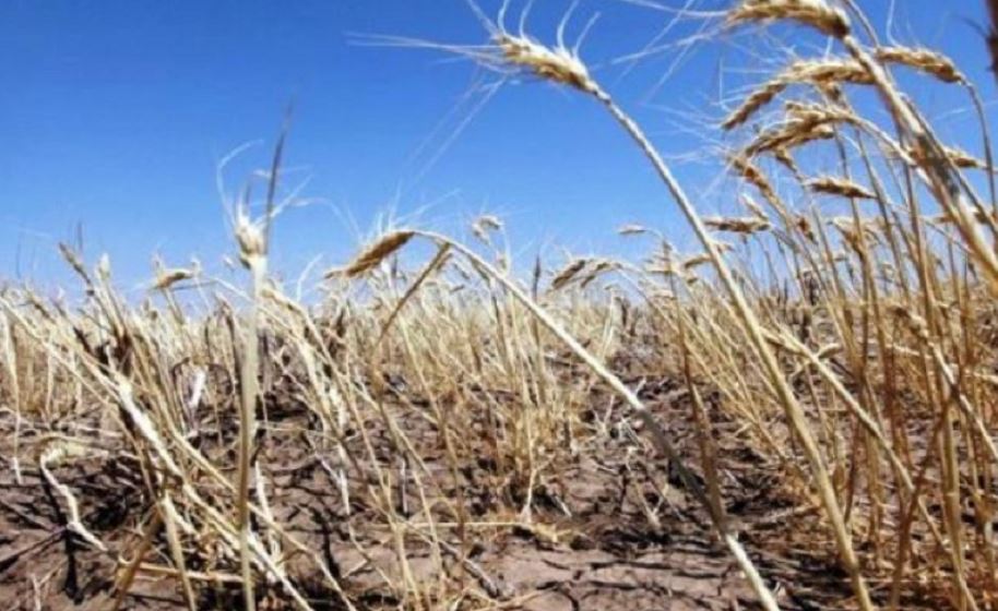 Аграриям Башкирии заполовинили сумму компенсаций за засуху