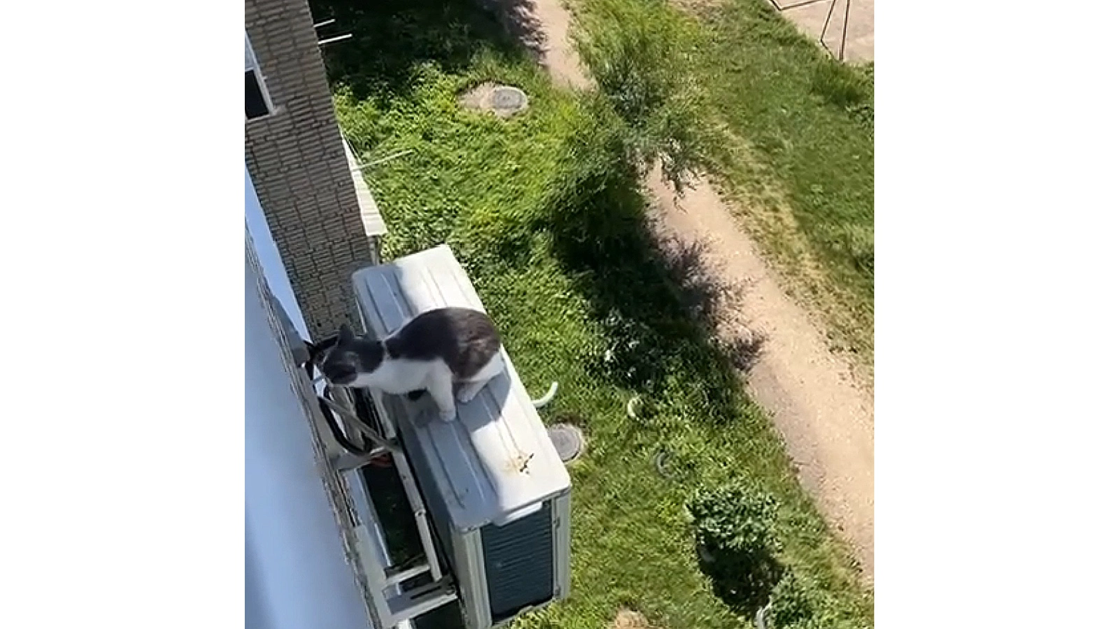 В ЕАО спасли кошку, которая выпала из окна и зацепилась за кондиционер