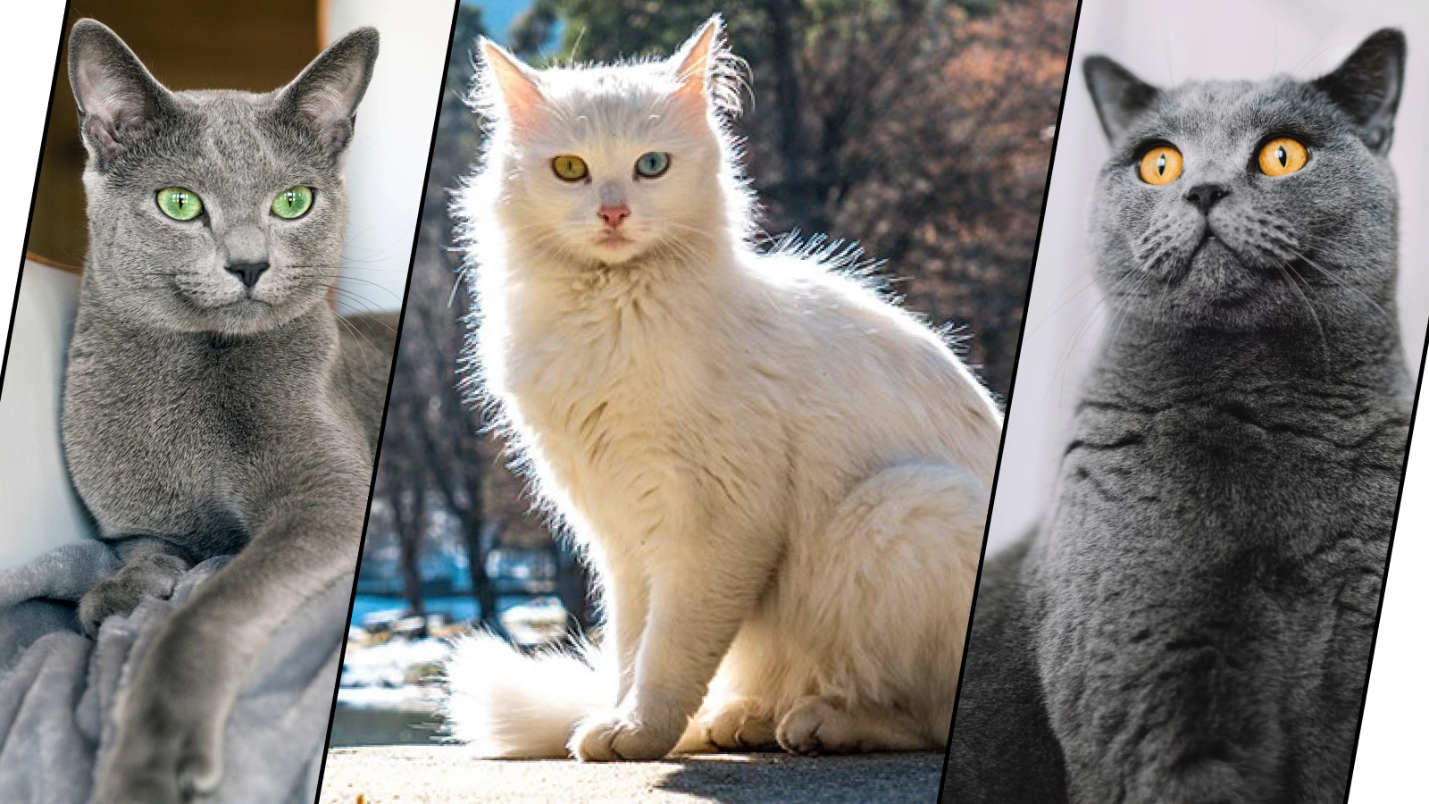 Русская голубая кошка, Ванская кошка, Британская короткошерстная кошка