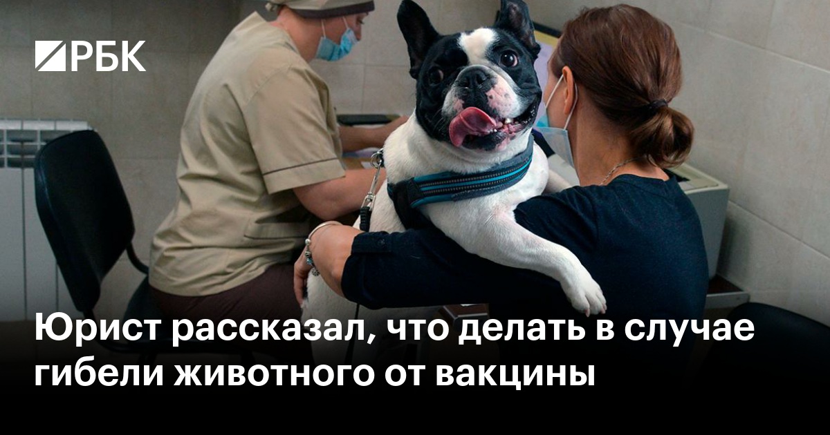 Юрист рассказал, что делать в случае гибели животного от вакцины