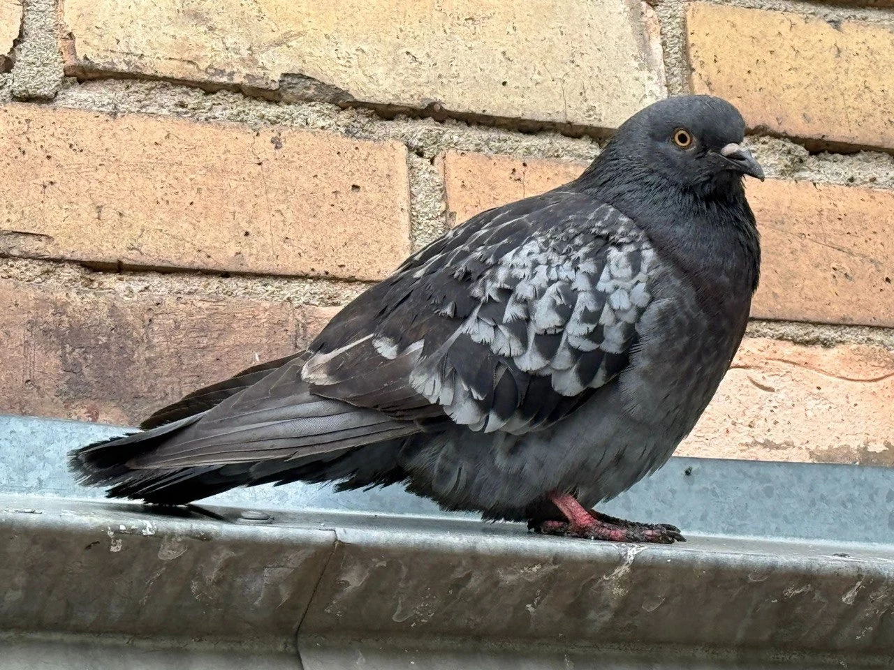 РБК Приморье