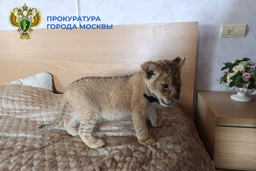 Фото: moscowproc / Telegram