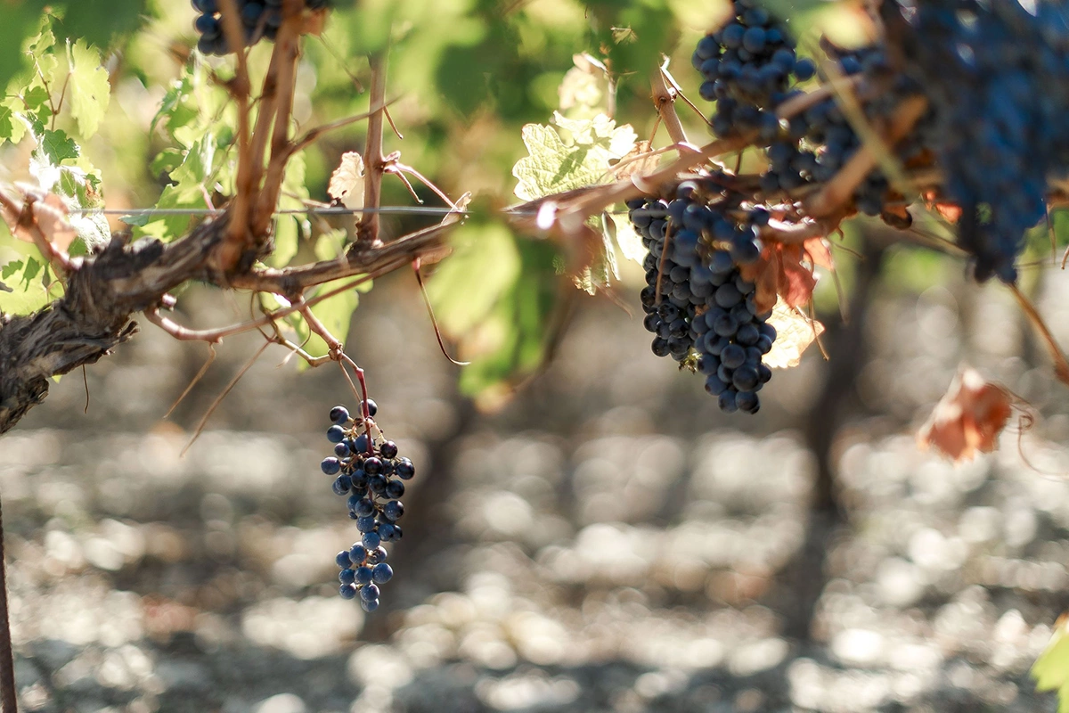 Винодельня производит одни из лучших российских вин под чутким руководством главного энолога Франка Дюсенера уже 20 лет