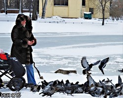 Петербург на неделе не покинут ночные заморозки