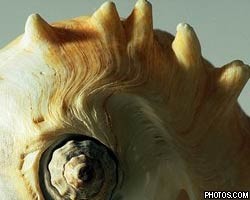 Найден самый старый моллюск - современник Шекспира 