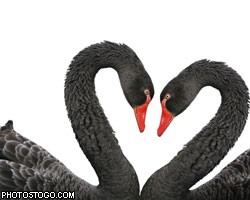 Лебедь-асексуал несет смерть своим партнершам 