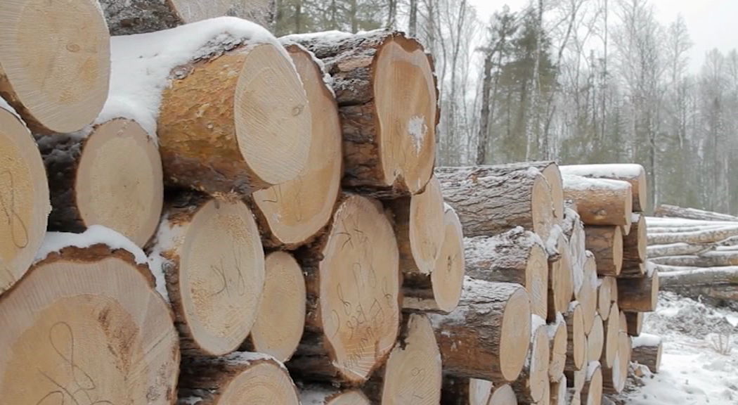 Из Пермского края за год вывезли более 210 тыс. штук новогодних деревьев
